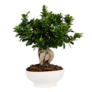 Φυτό Bonsai Ficus Benjamin